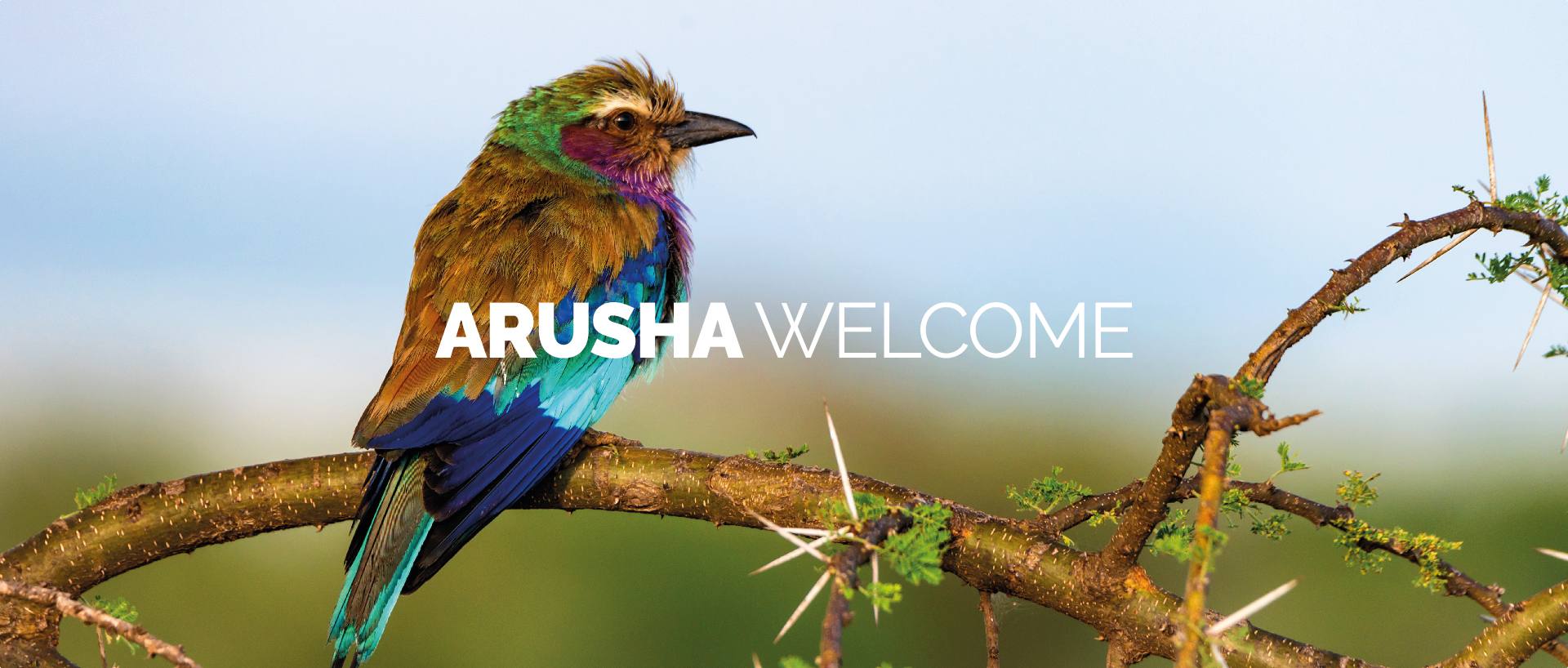 ARUSHA WELCOME