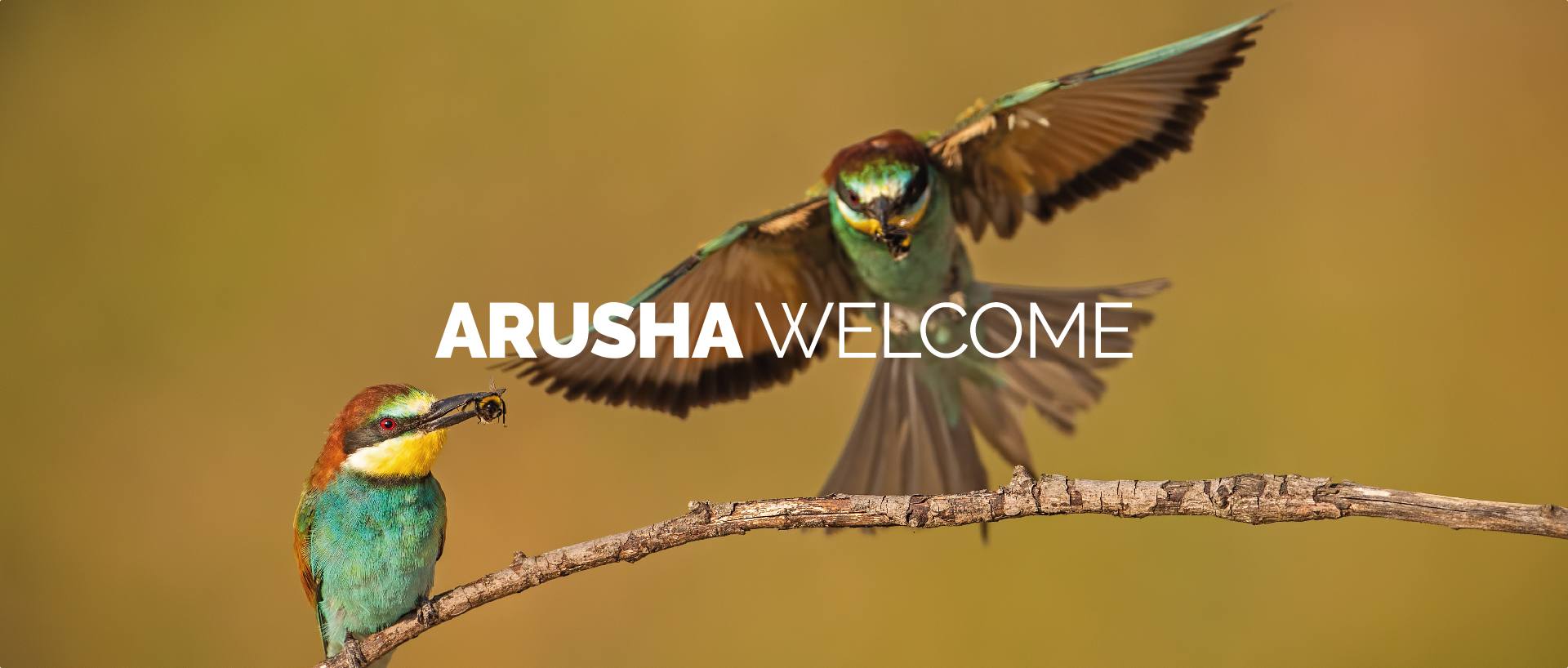 ARUSHA WELCOME