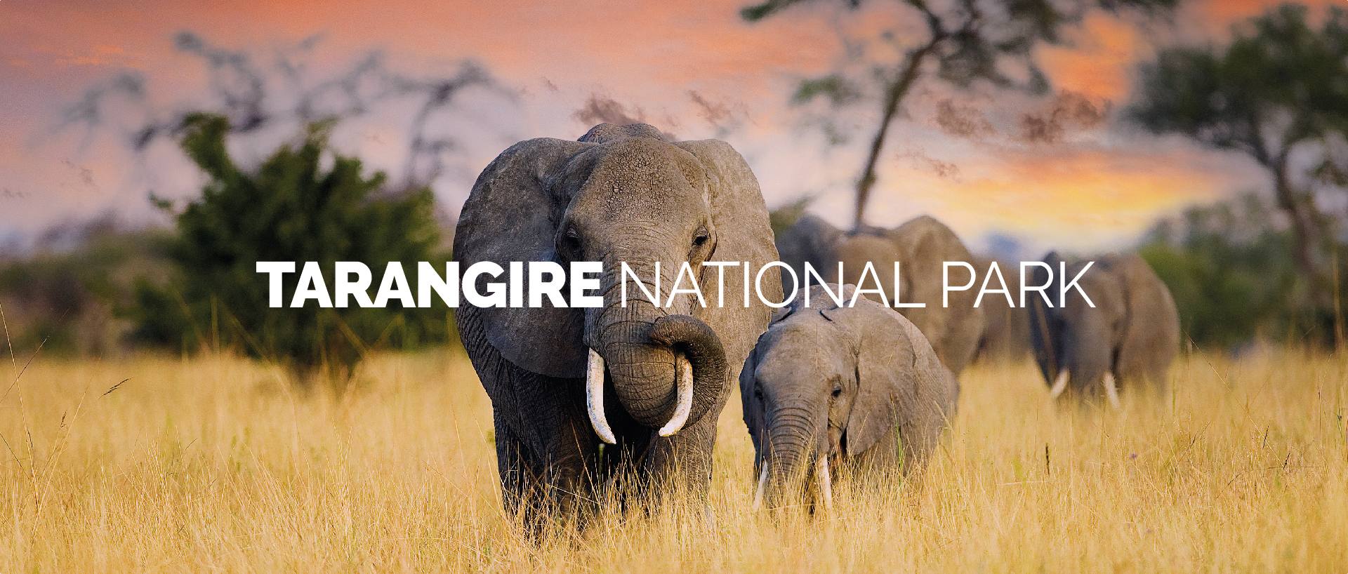 TARANGIRE NATIONAL PARK