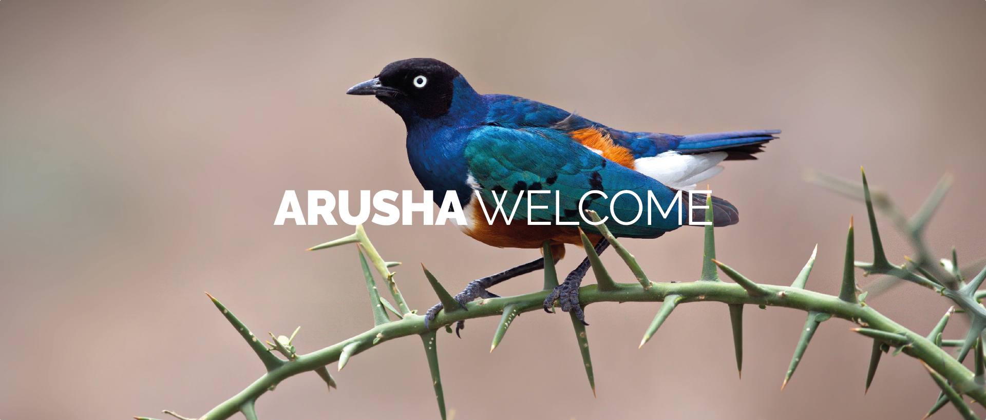 ARUSHA WELCOME