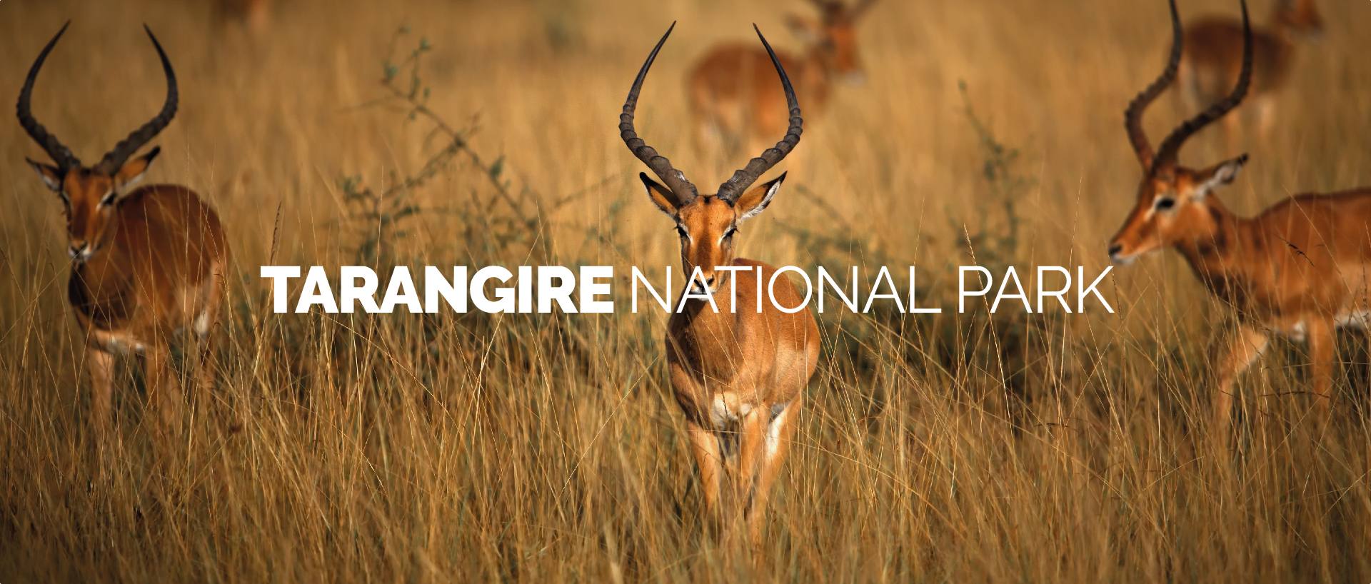 TARANGIRE NATIONAL PARK