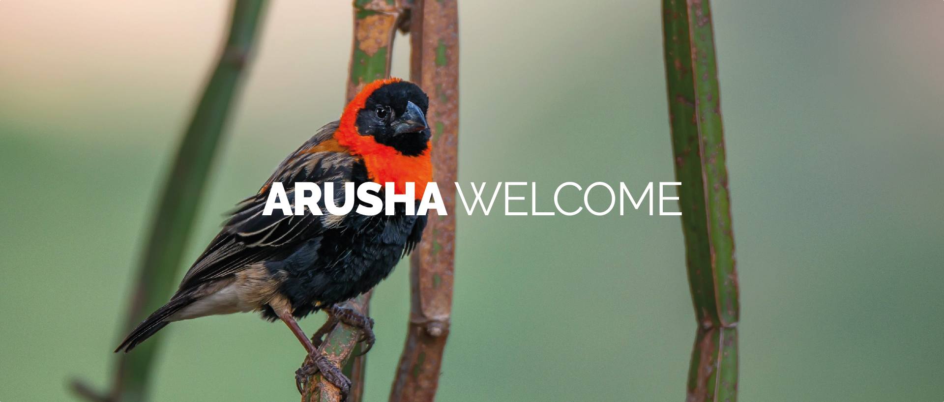 ARUSHA WELCOME