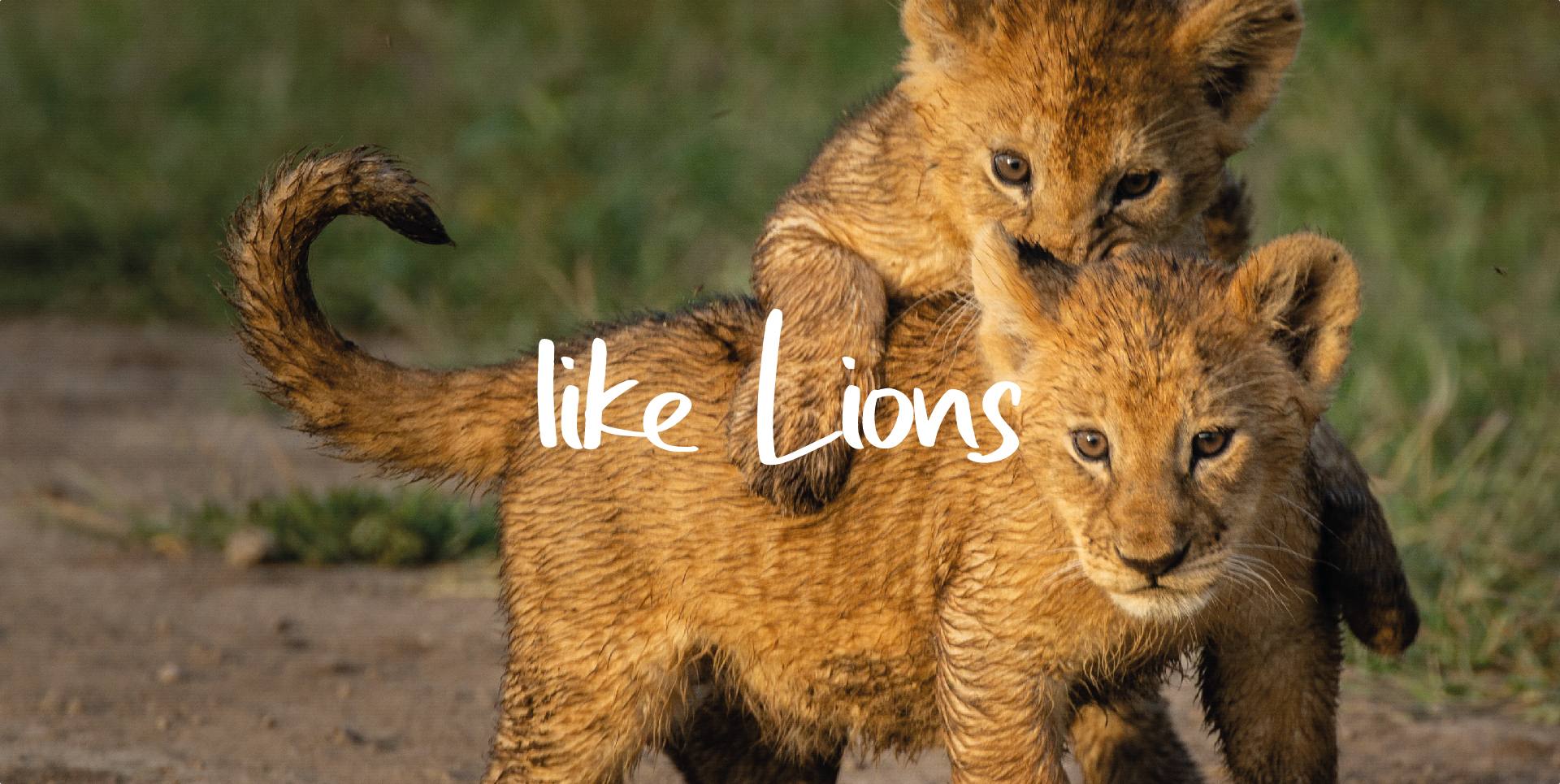 LIKE LIONS
