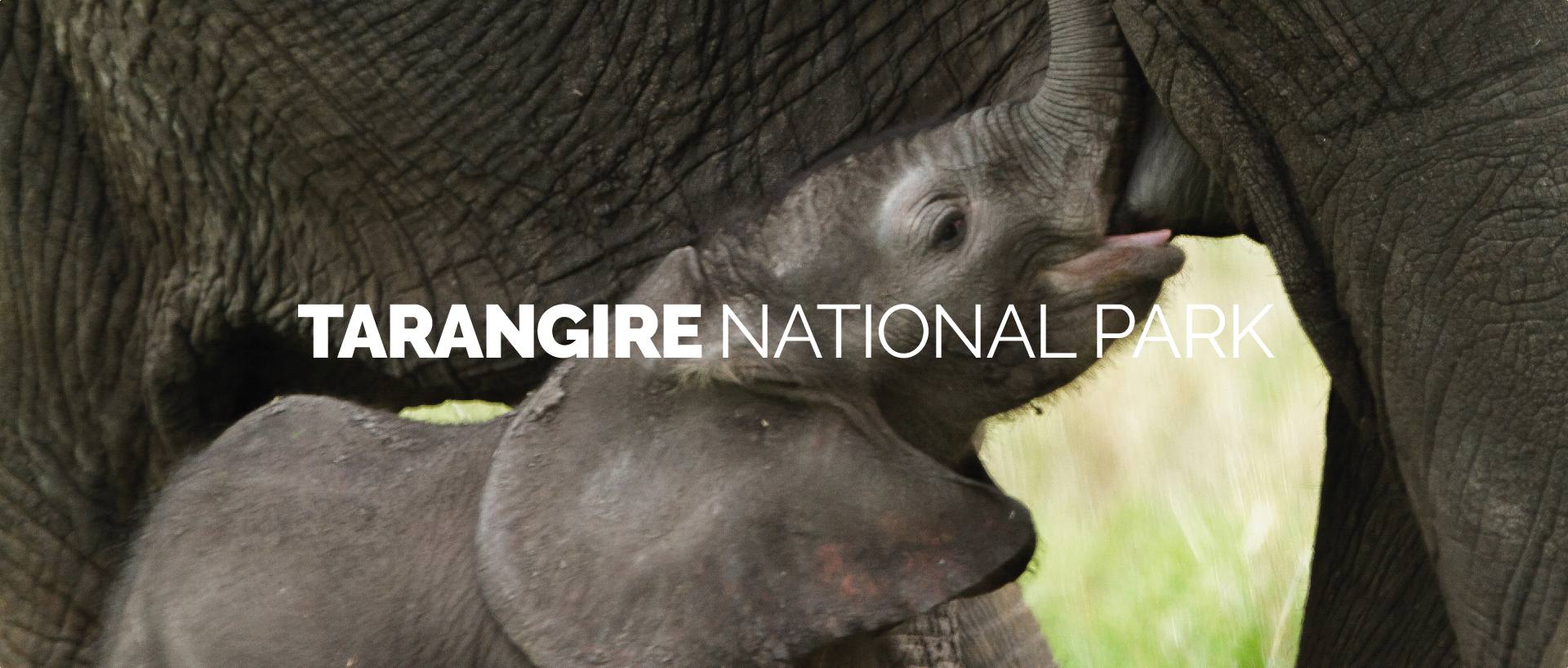 TARANGIRE NATIONAL PARK