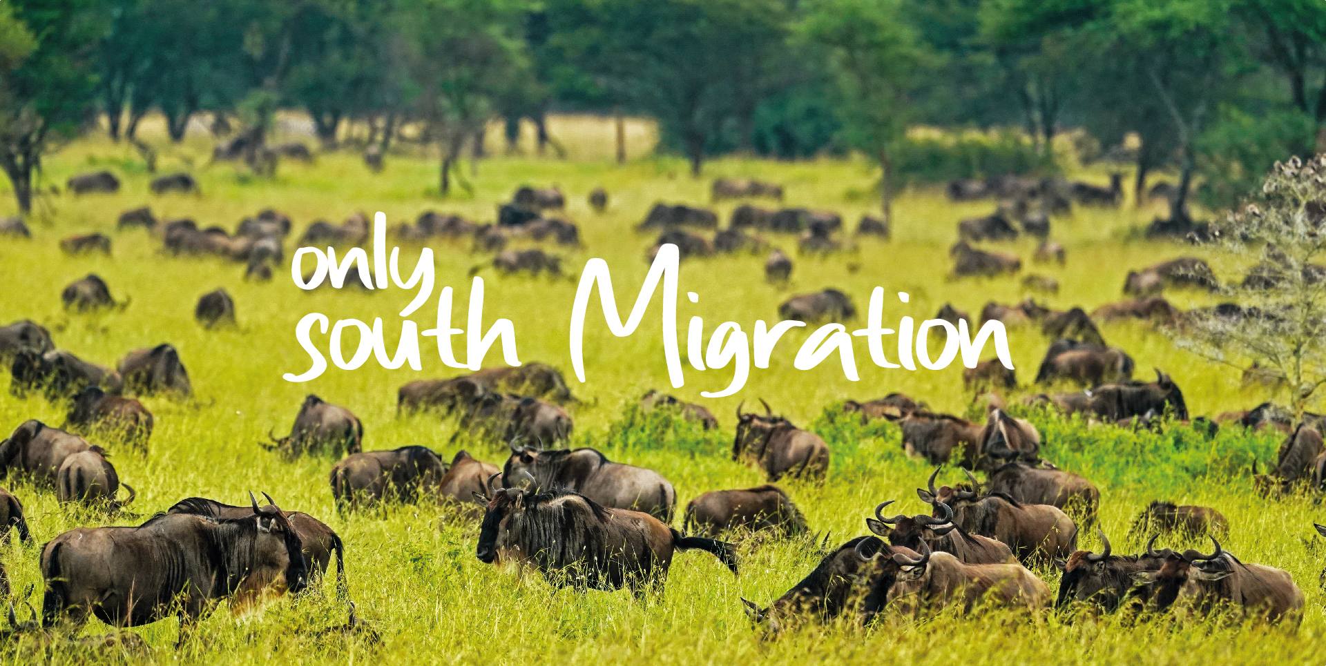ONLY SOUTH MIGRATION