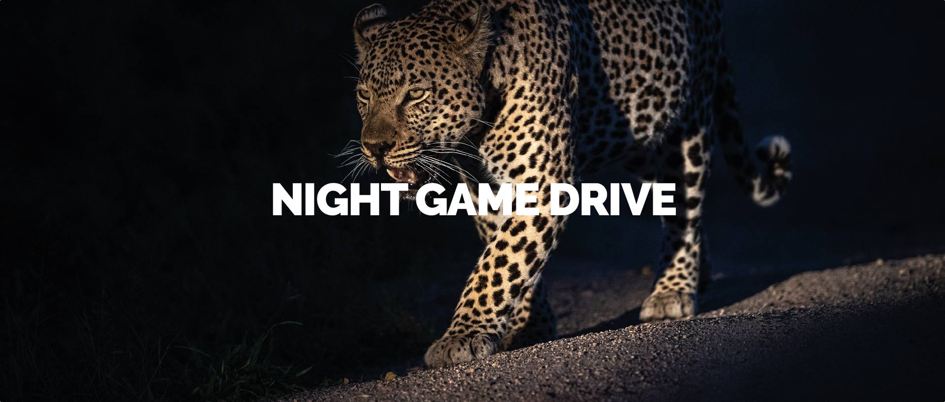 LAKE MANYARA NIGHT GAME DRIVE