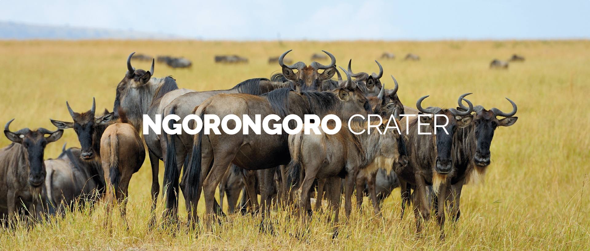 NGORONGORO CRATER