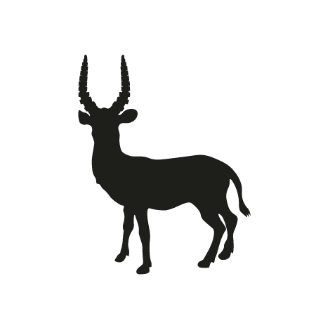 Antilope d'acqua