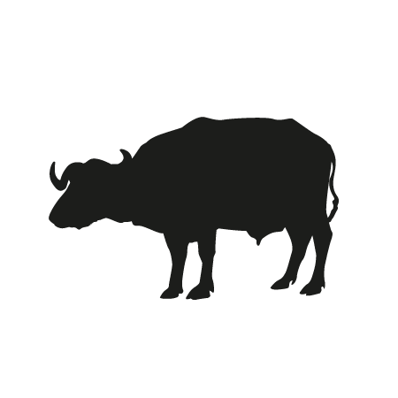 Buffalo