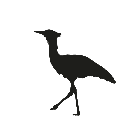 Kori Bustard