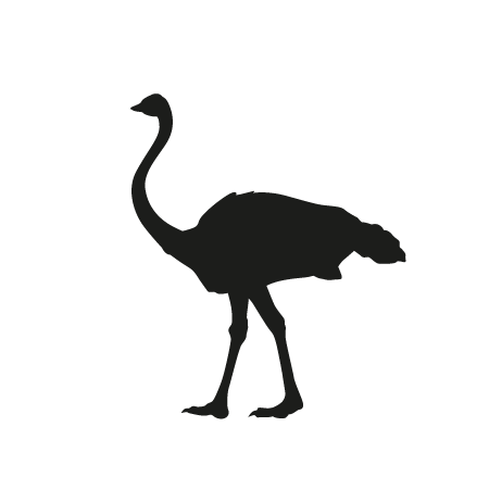 Ostrich