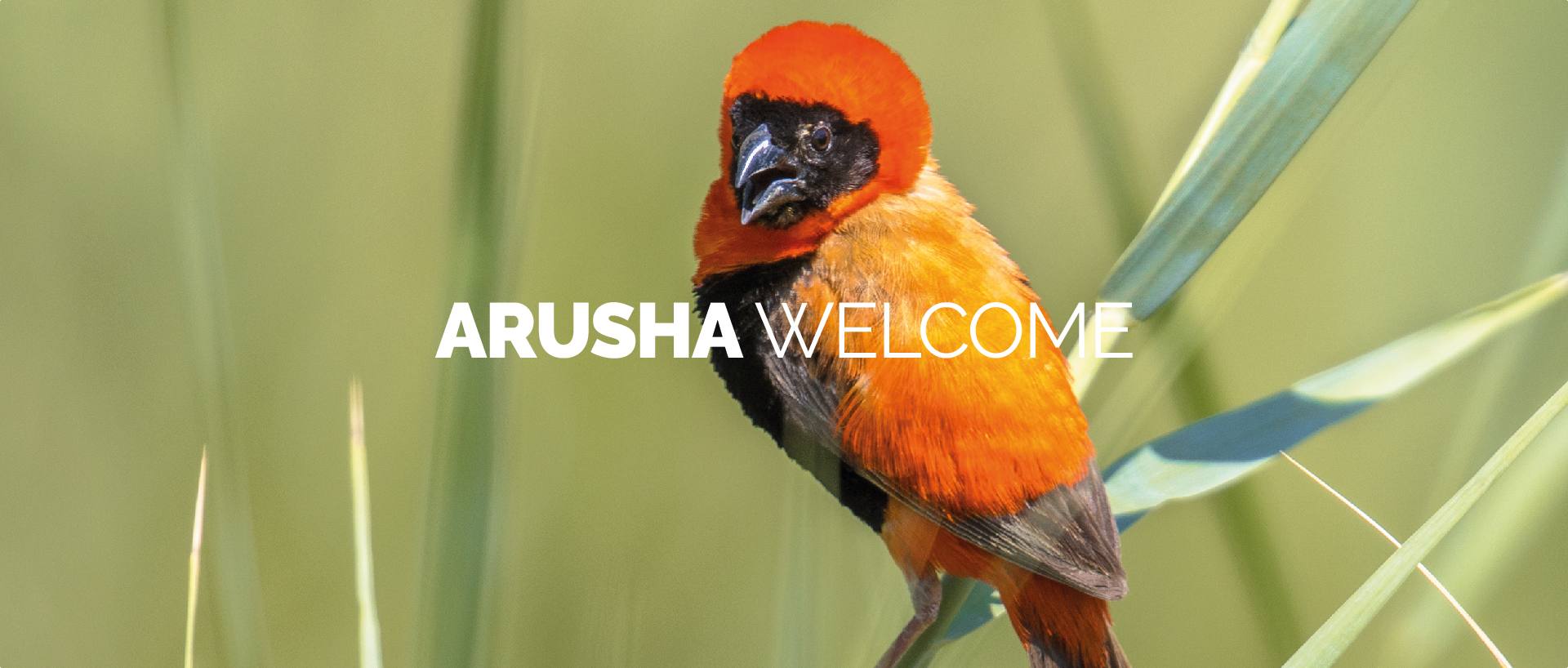 ARUSHA WELCOME