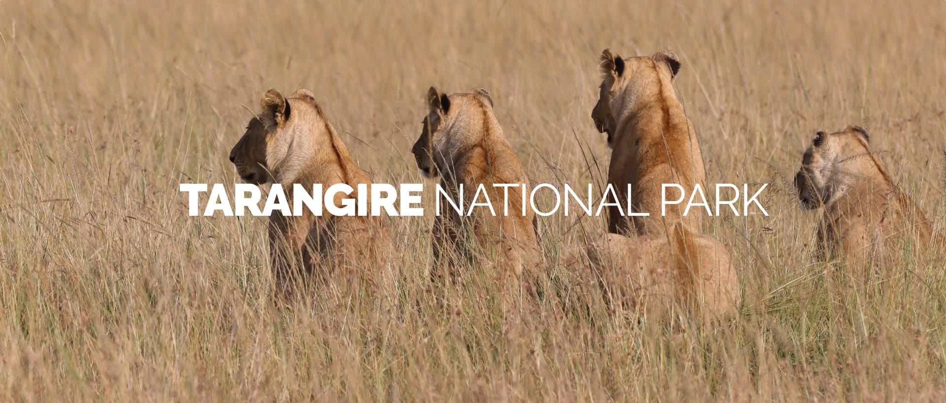 TARANGIRE NATIONAL PARK