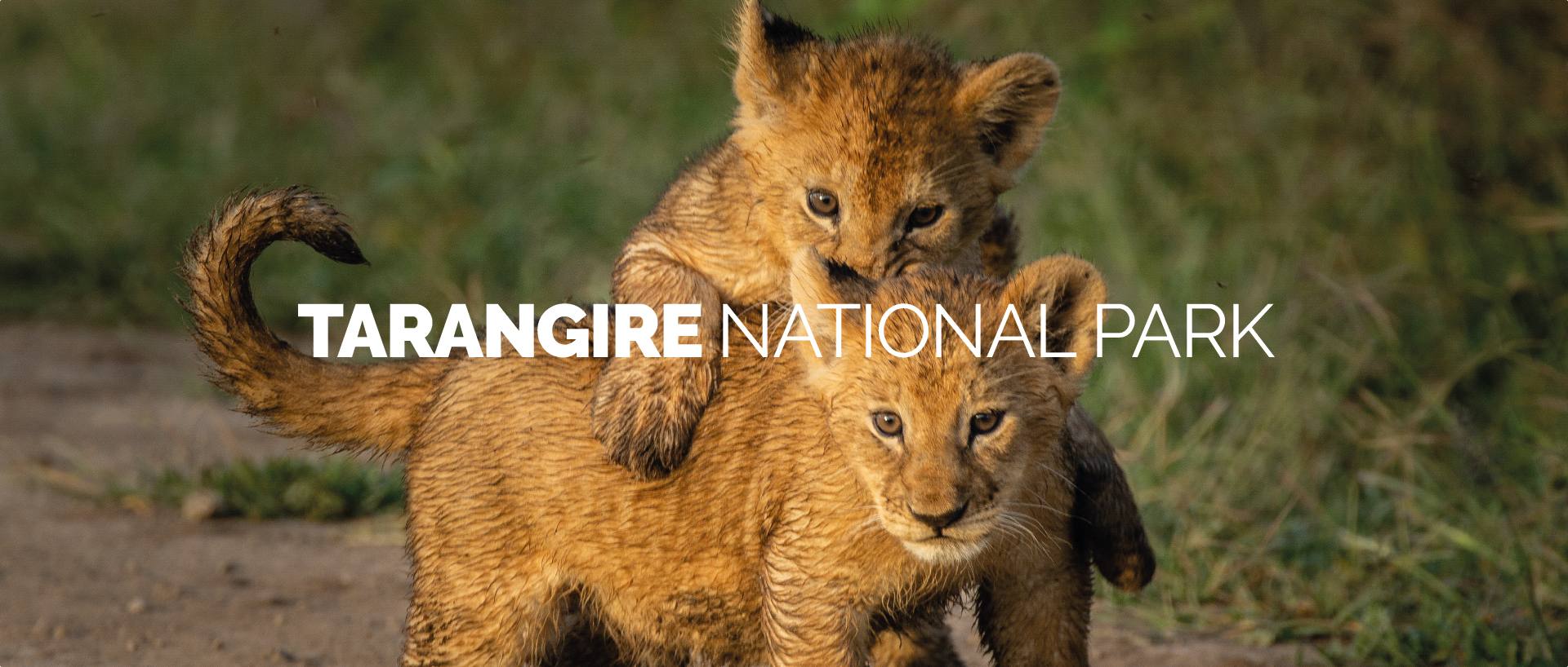 TARANGIRE NATIONAL PARK