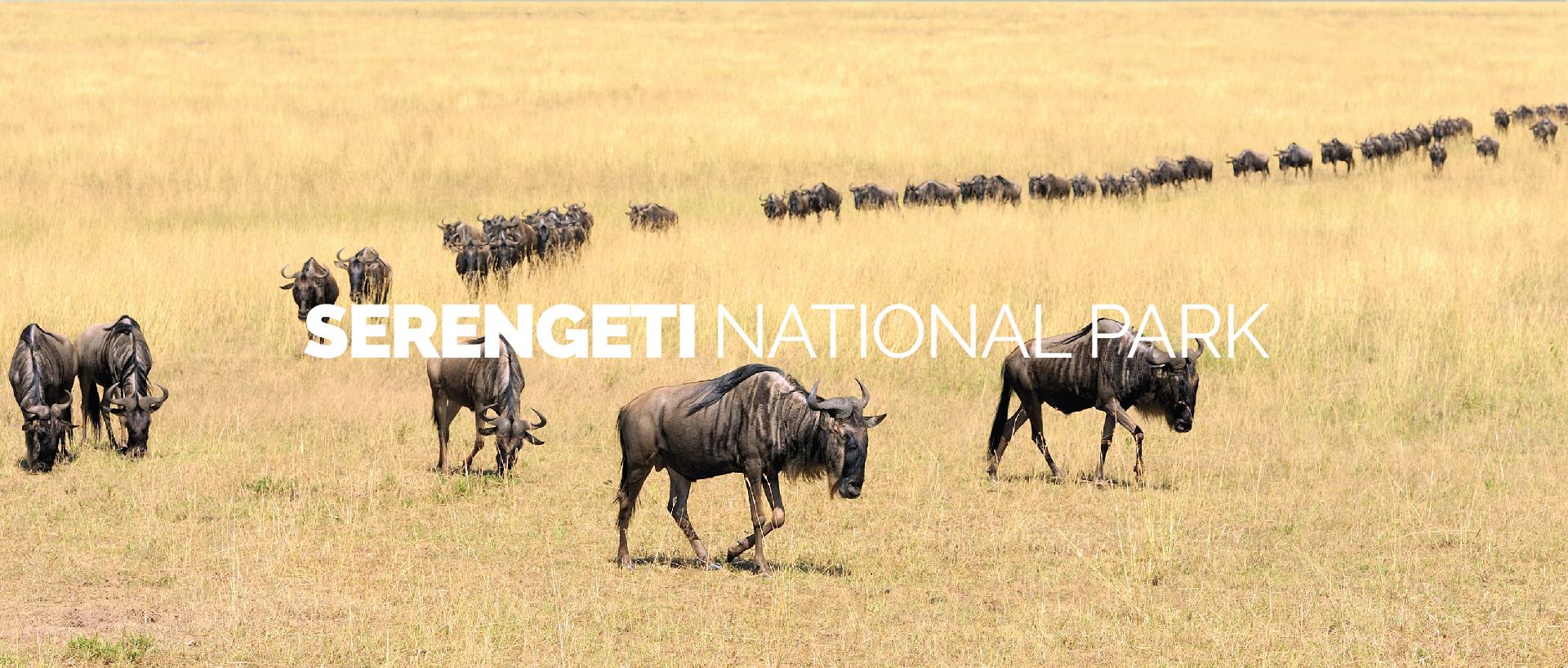 SERENGETI NATIONAL PARK