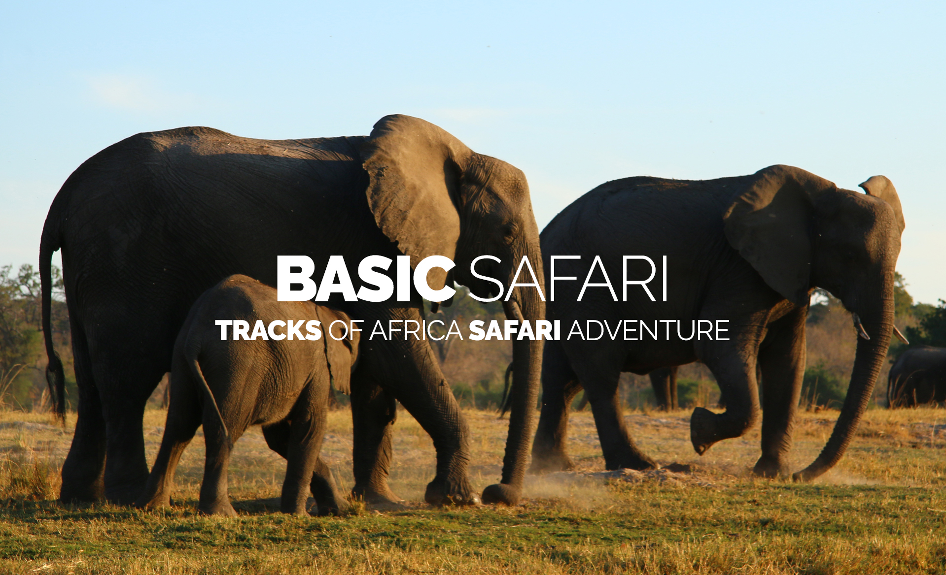 Basic Safari