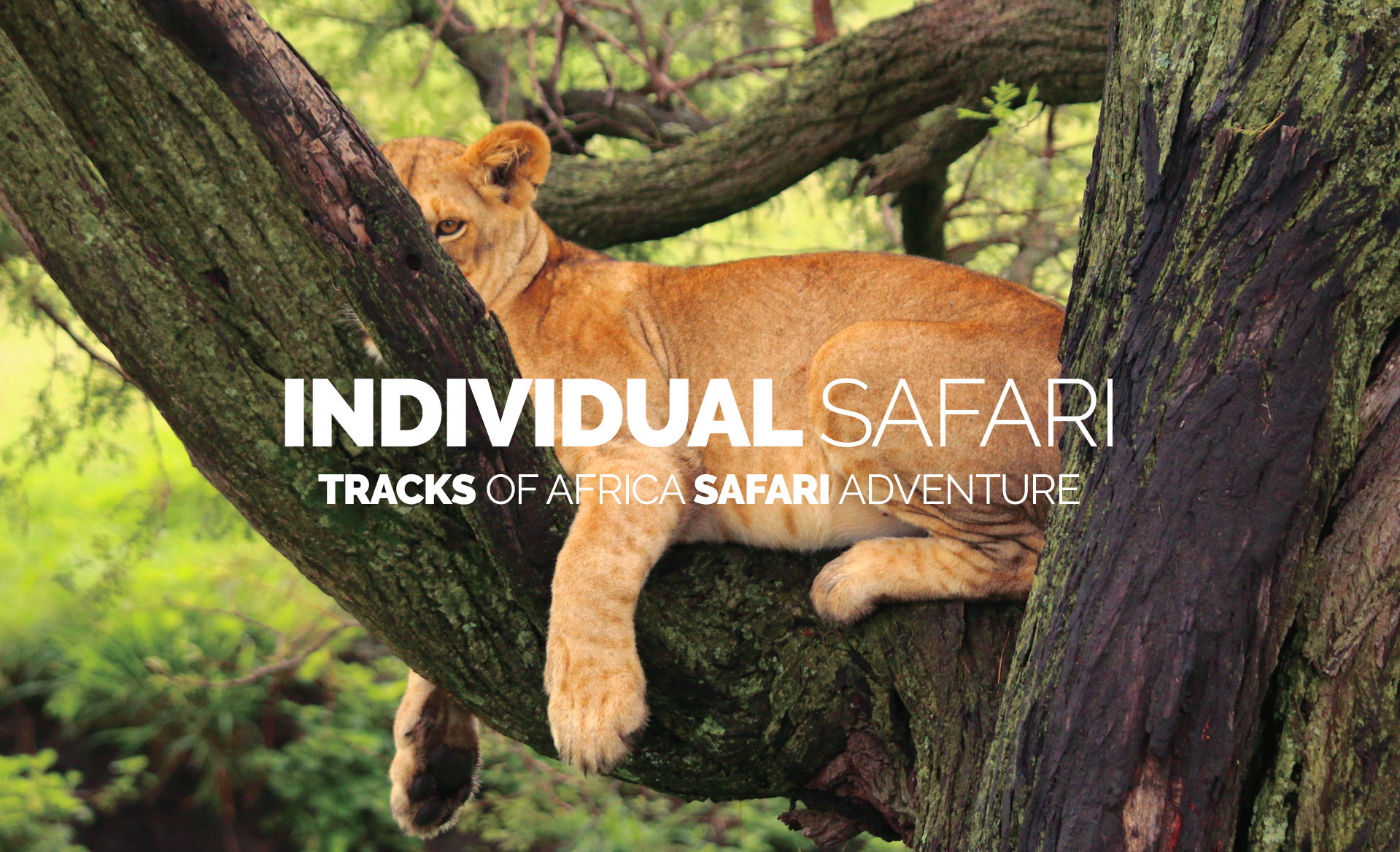 Safari Individuels