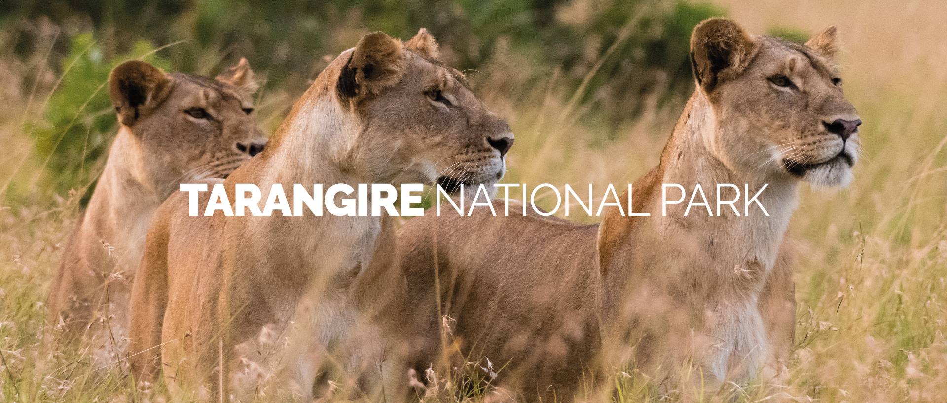 TARANGIRE NATIONAL PARK