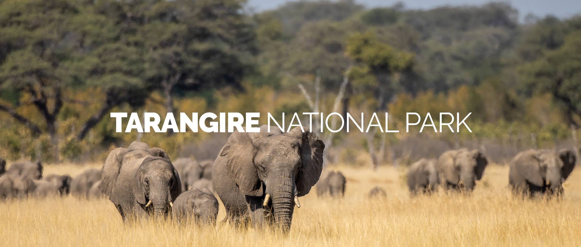 TARANGIRE NATIONAL PARK