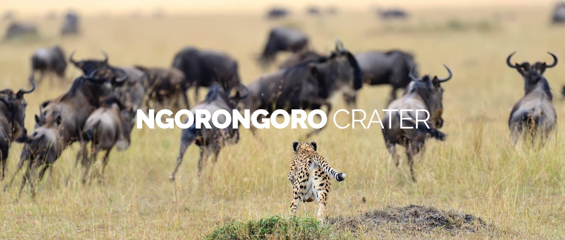 NGORONGORO CRATER