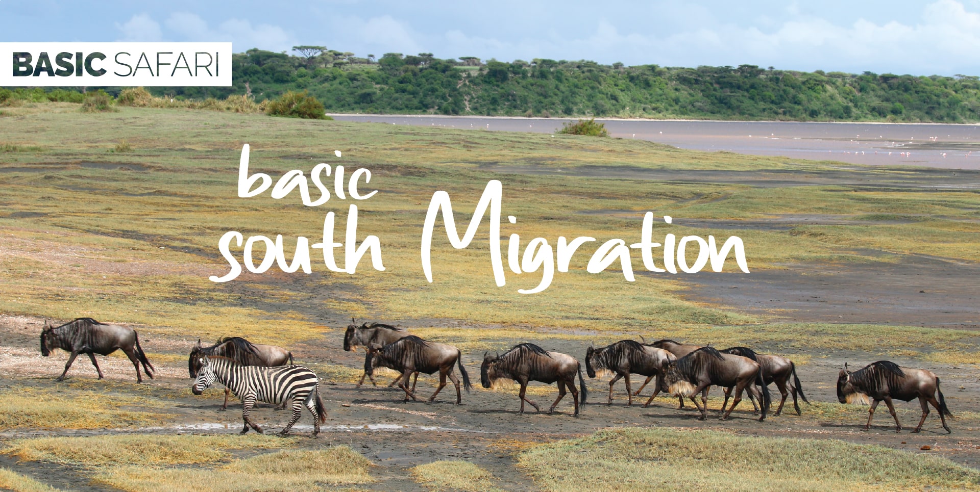 Zebra Basic Languages of Tanzania: What is really spoken? Swahili, English and dialects